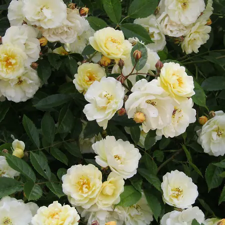 فندق مبيت وإفطار La Cantellerie 3*