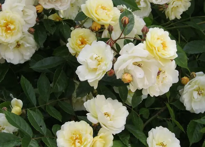 Oda ve Kahvaltı La Cantellerie 3*