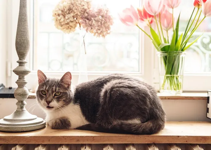 Bed & Breakfast La Cantellerie